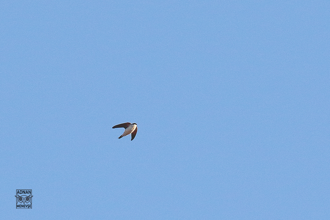 Common House-Martin